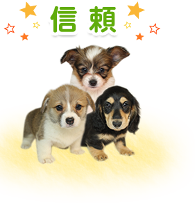 ミニチュアダックス、コーギー専門ブリーダー 子犬販売 ONLY☆WAN